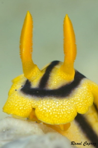 Yellow friend by Raoul Caprez 